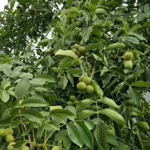 黑桃、板栗、青花椒