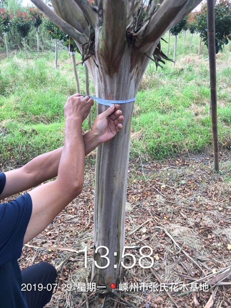 900亩苗木基地朴树，紫薇规格齐全大量供应产地合肥