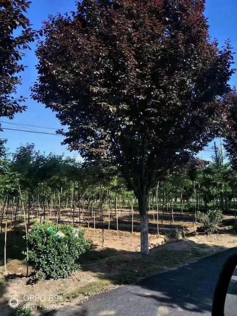 900亩苗木基地朴树，紫薇规格齐全大量供应产地合肥