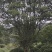 900亩苗木基地朴树，紫薇规格齐全大量供应产地合肥