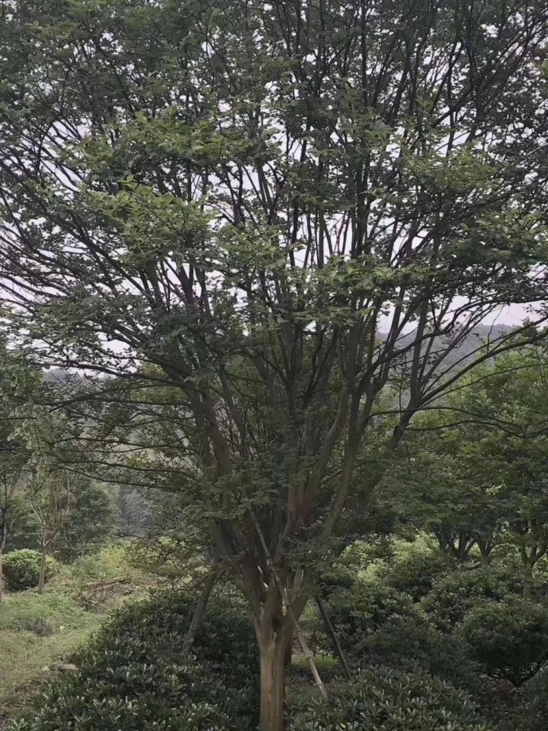 900亩苗木基地朴树，紫薇规格齐全大量供应产地合肥