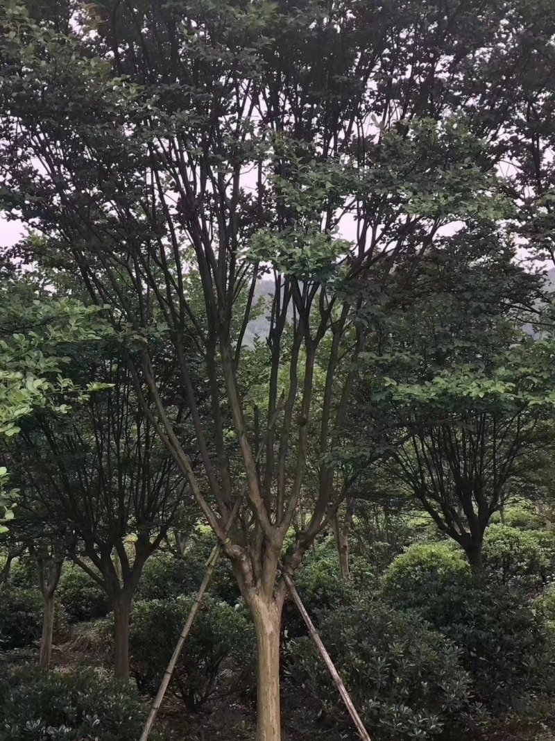 900亩苗木基地朴树，紫薇规格齐全大量供应产地合肥