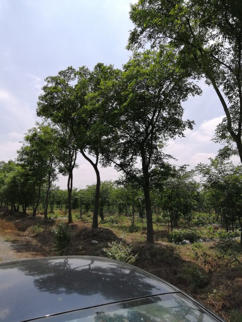 900亩苗木基地朴树，紫薇规格齐全大量供应产地合肥
