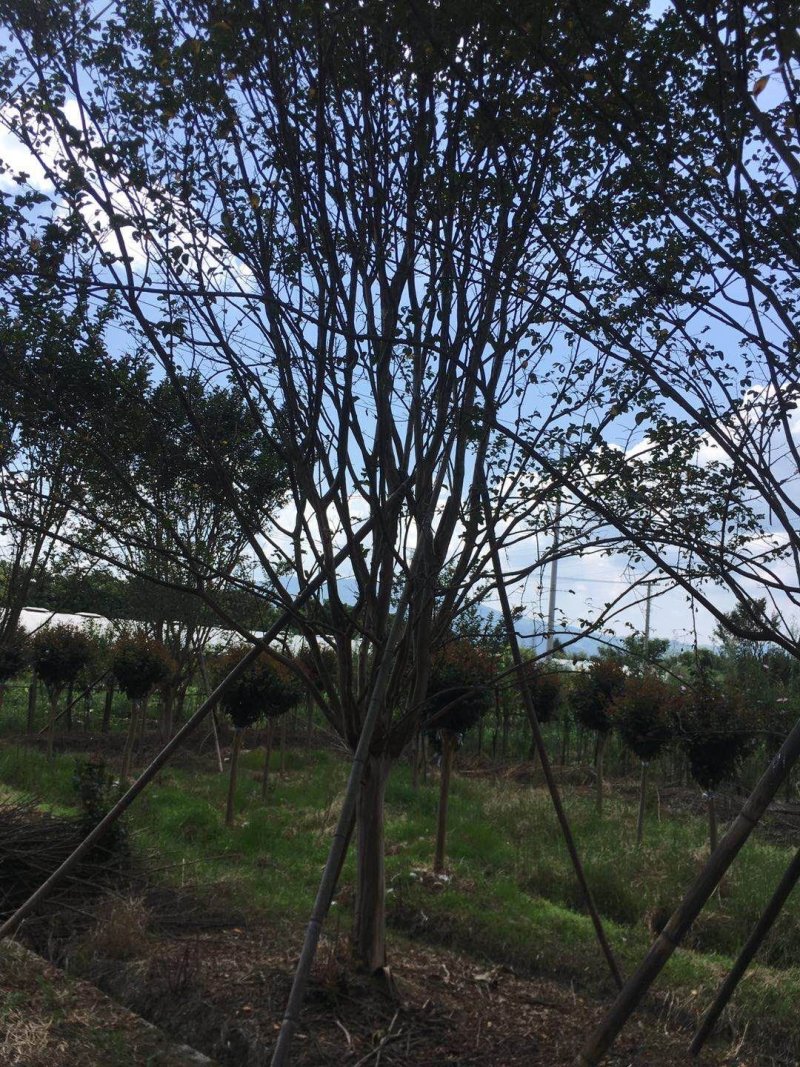 900亩苗木基地朴树，紫薇规格齐全大量供应产地合肥