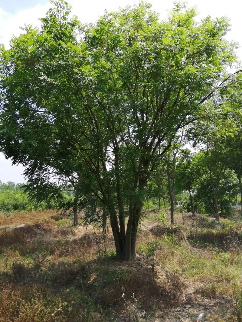 900亩苗木基地朴树，紫薇规格齐全大量供应产地合肥