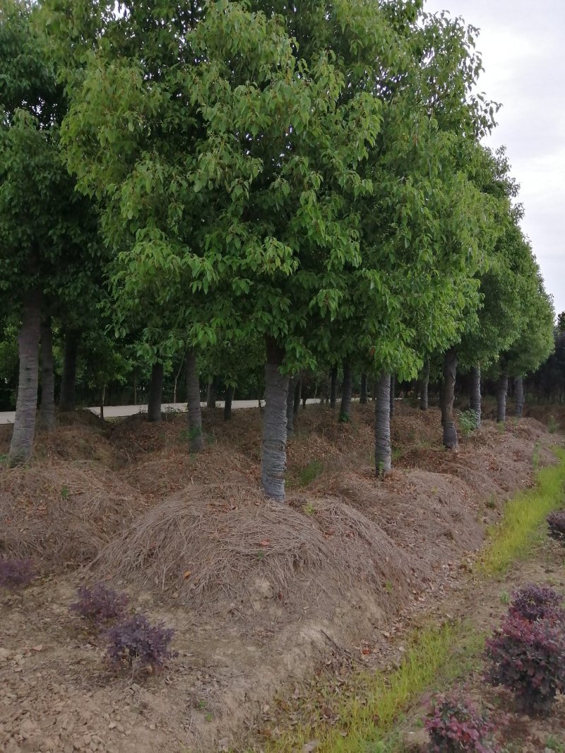 900亩苗木基地朴树，紫薇规格齐全大量供应产地合肥