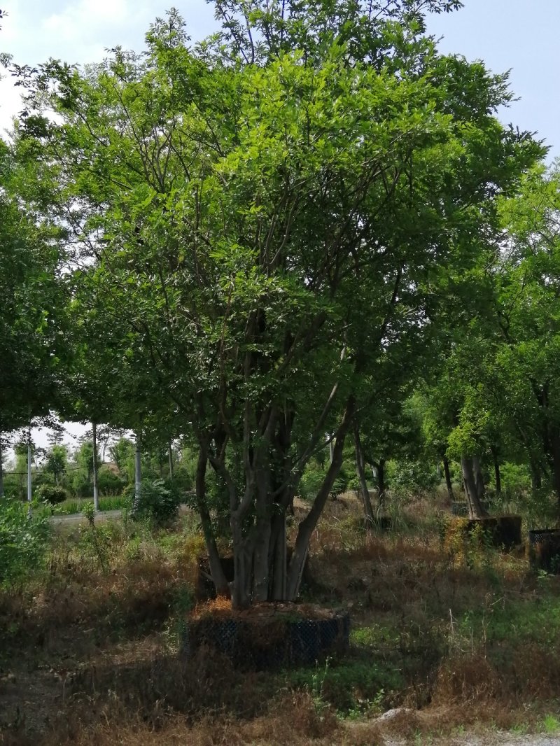 900亩苗木基地朴树，紫薇规格齐全大量供应产地合肥