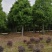 900亩苗木基地朴树，紫薇规格齐全大量供应产地合肥