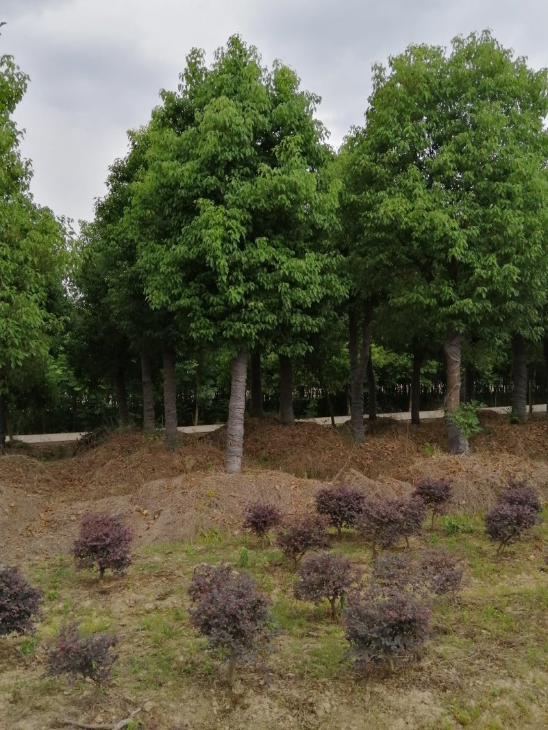 900亩苗木基地朴树，紫薇规格齐全大量供应产地合肥