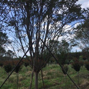 900亩苗木基地朴树，紫薇规格齐全大量供应产地合肥
