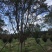 900亩苗木基地朴树，紫薇规格齐全大量供应产地合肥