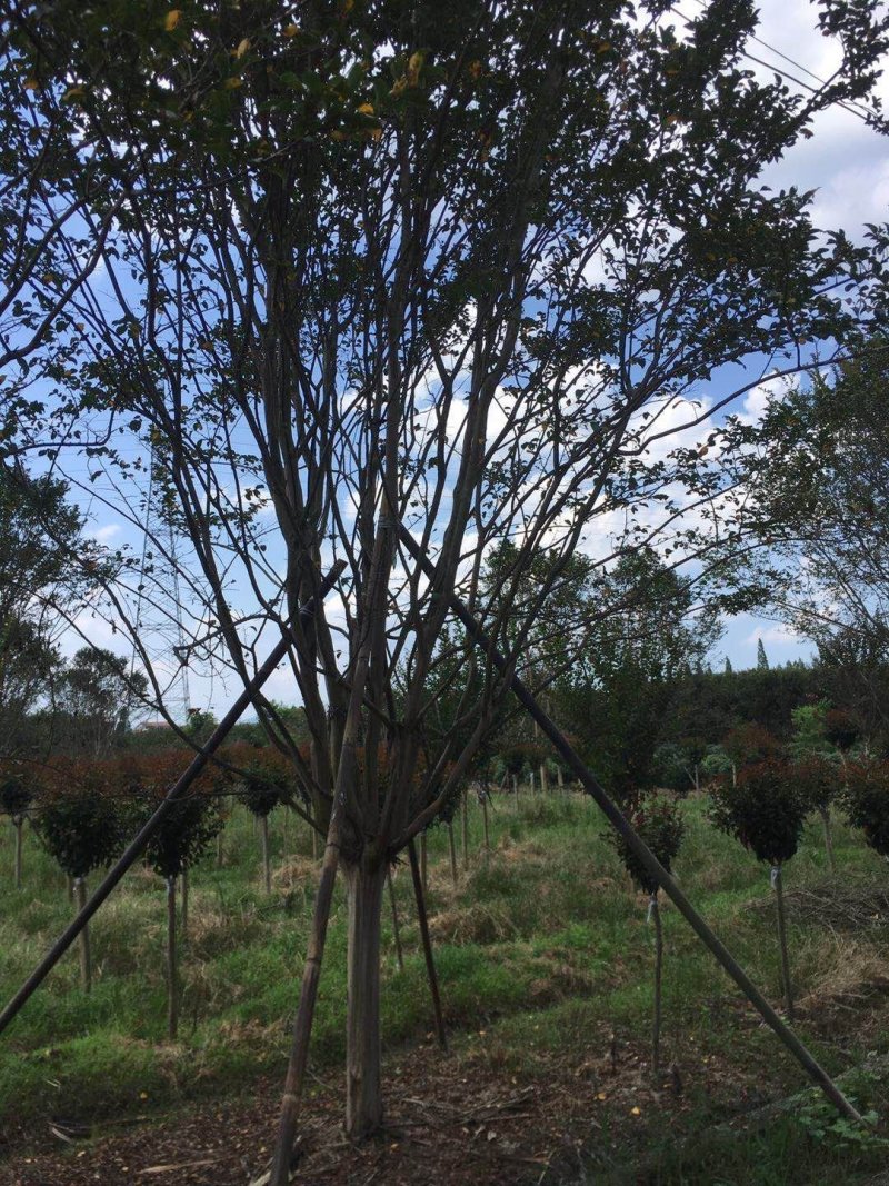 900亩苗木基地朴树，紫薇规格齐全大量供应产地合肥