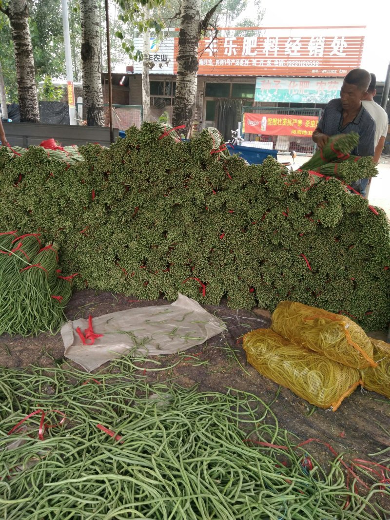 长豆角现在上市啦！有要的赶紧联系吧，欢迎大家