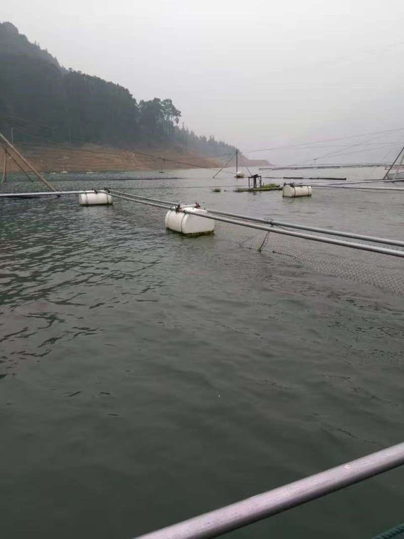 大头鱼鲶鱼，上市