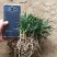 精品玉龙草日本矮麦冬草玉带草货源充足价格优廉