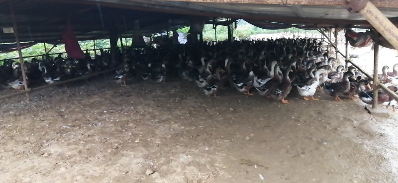 白条鸭供应