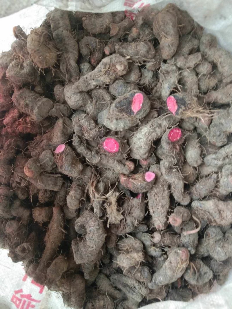草血竭