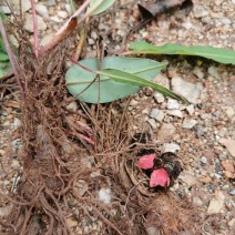 草血竭