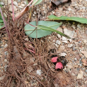 草血竭
