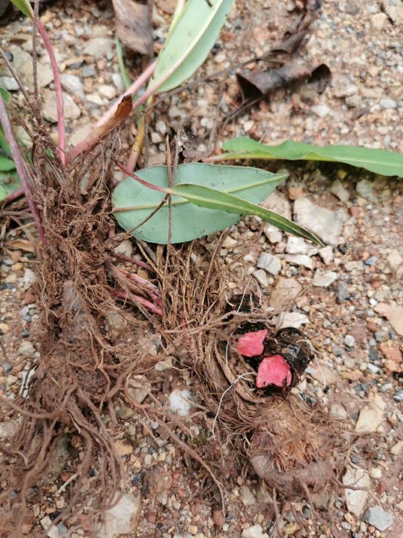 草血竭