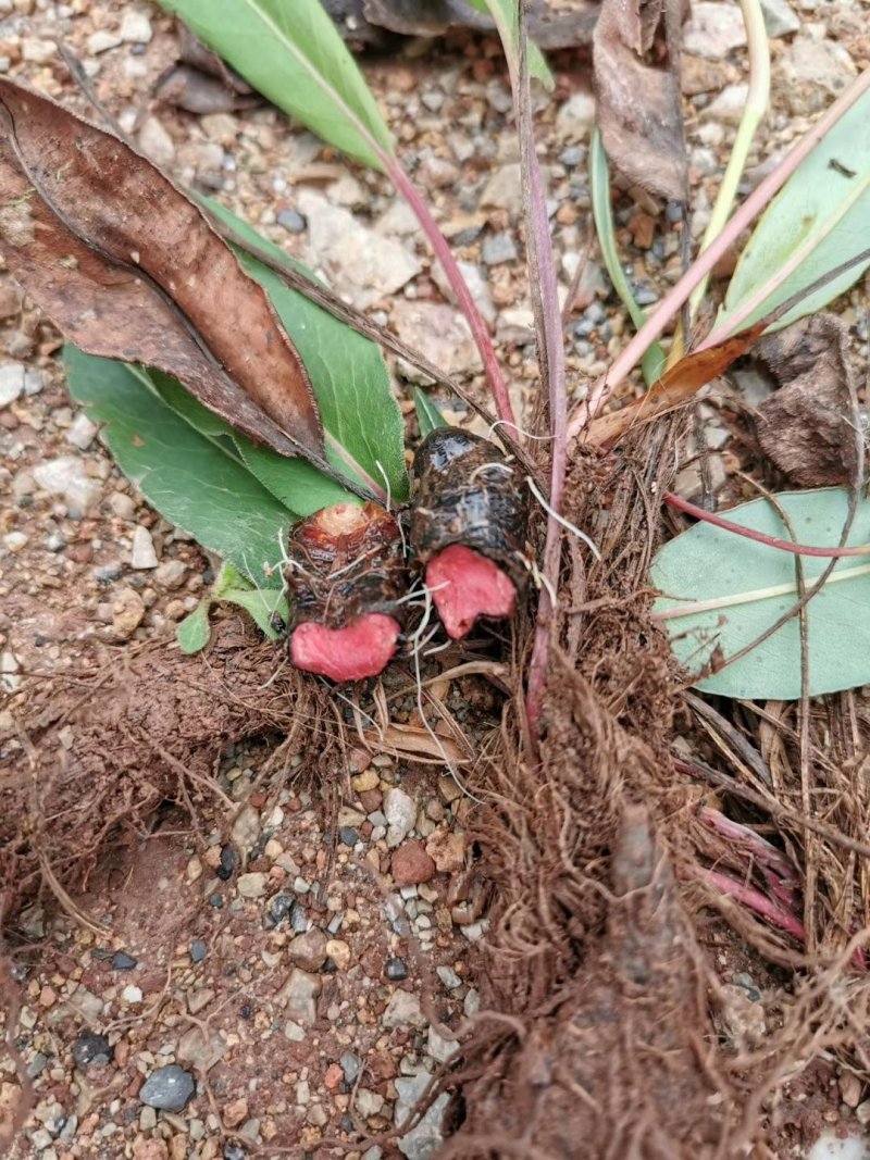 草血竭