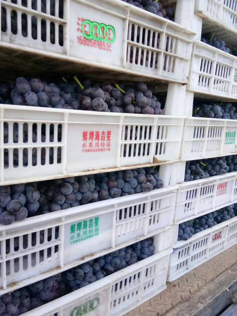 夏黑葡萄