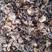 大量批发榛蘑长白山榛蘑小鸡炖蘑菇榛蘑片榛蘑丁蘑菇