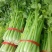 高原夏季精品毛芹
