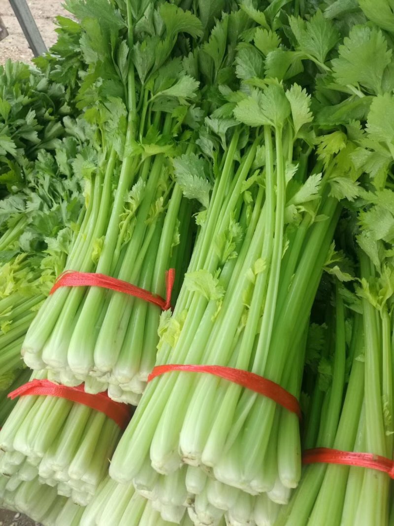 高原夏季精品毛芹