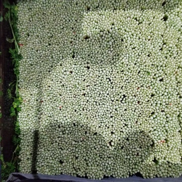 高原夏季精品毛芹