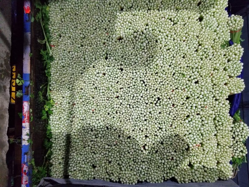 高原夏季精品毛芹