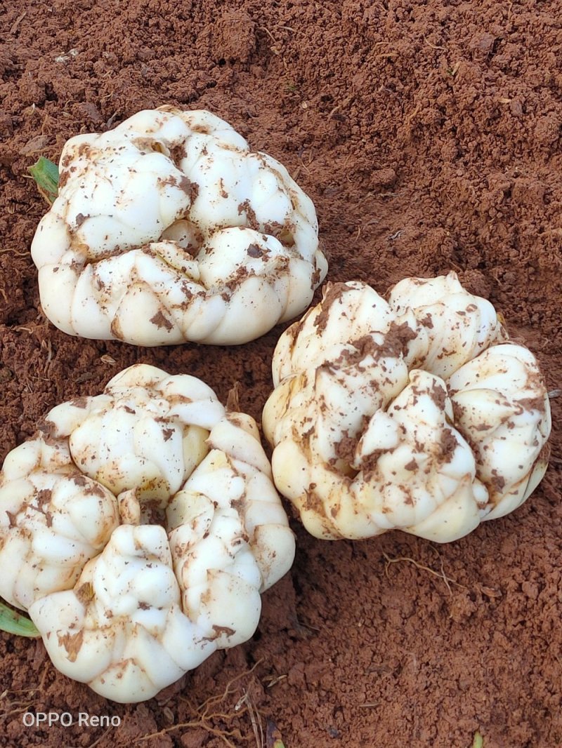 百合种球