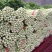 高原夏季精品毛芹大量上市