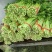 高原夏季精品毛芹大量上市