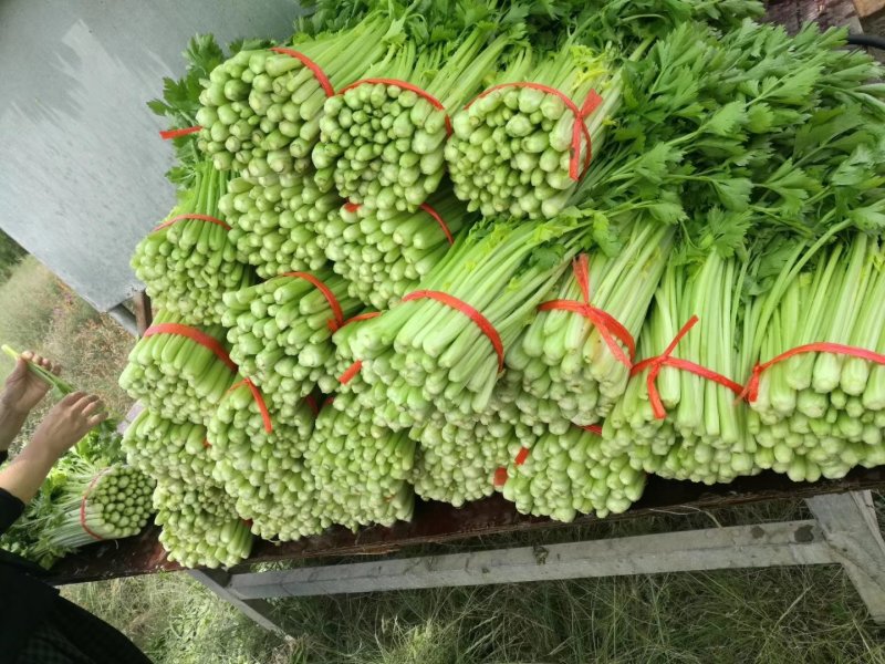 高原夏季精品毛芹大量上市