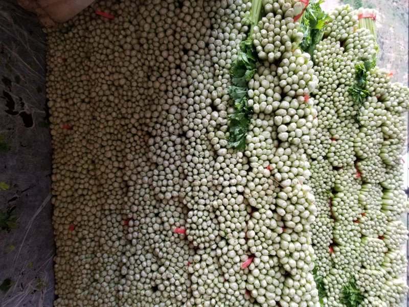 高原夏季精品毛芹大量上市