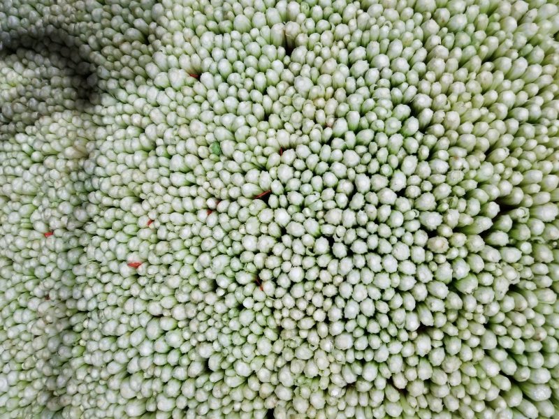 高原夏季精品毛芹大量上市
