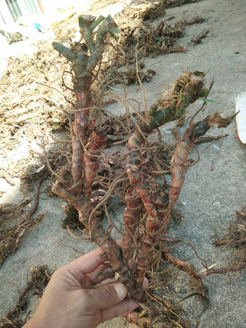 广东本土新鲜野生石菖蒲
