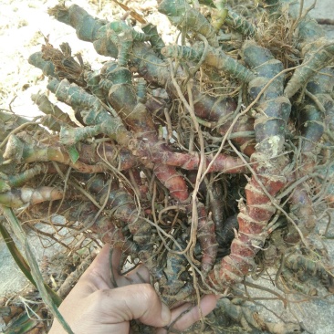 广东本土新鲜野生石菖蒲