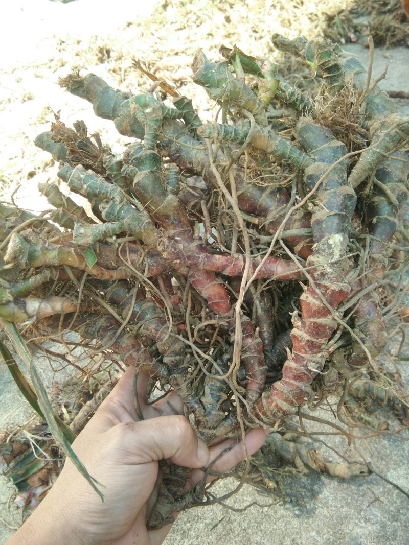 广东本土新鲜野生石菖蒲