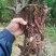 广东本土新鲜野生石菖蒲