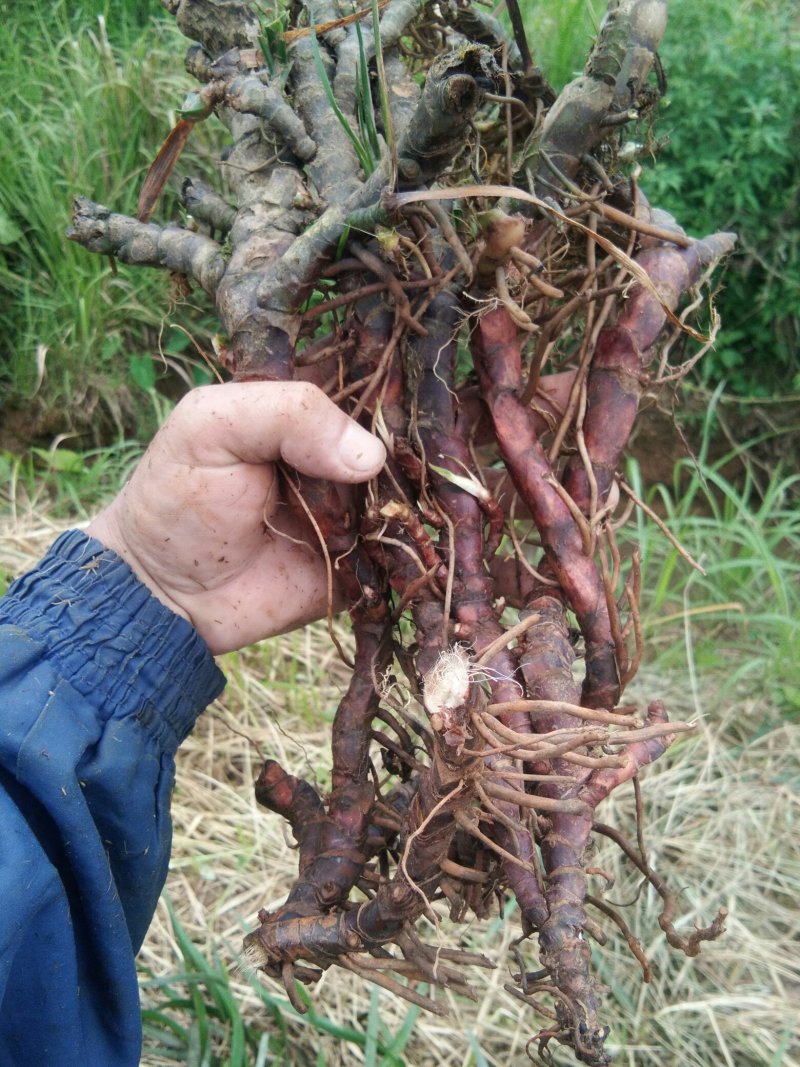 广东本土新鲜野生石菖蒲
