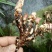 石昌蒲