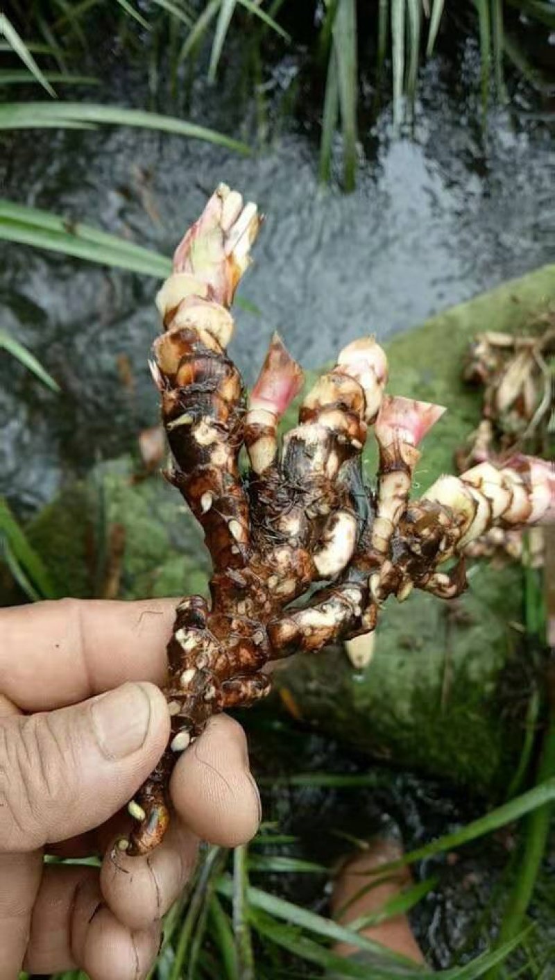 石昌蒲