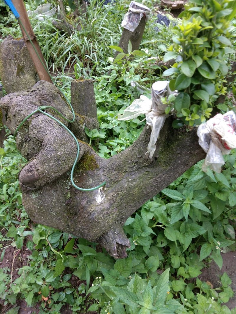 金弹子