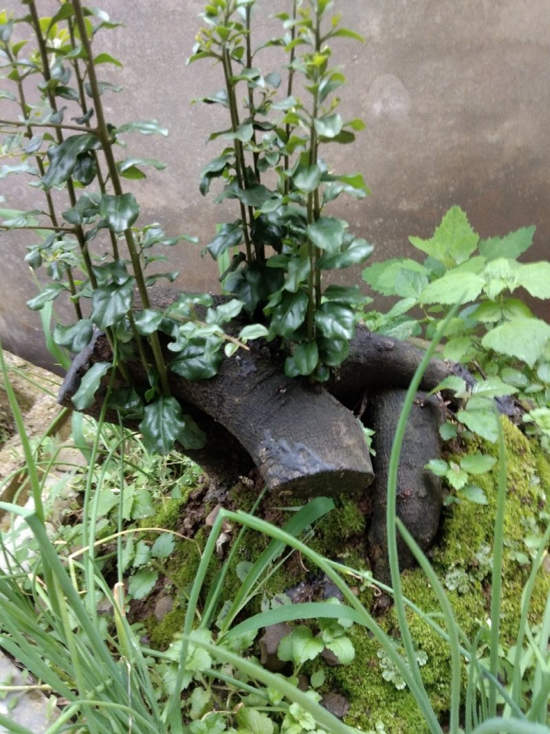 金弹子