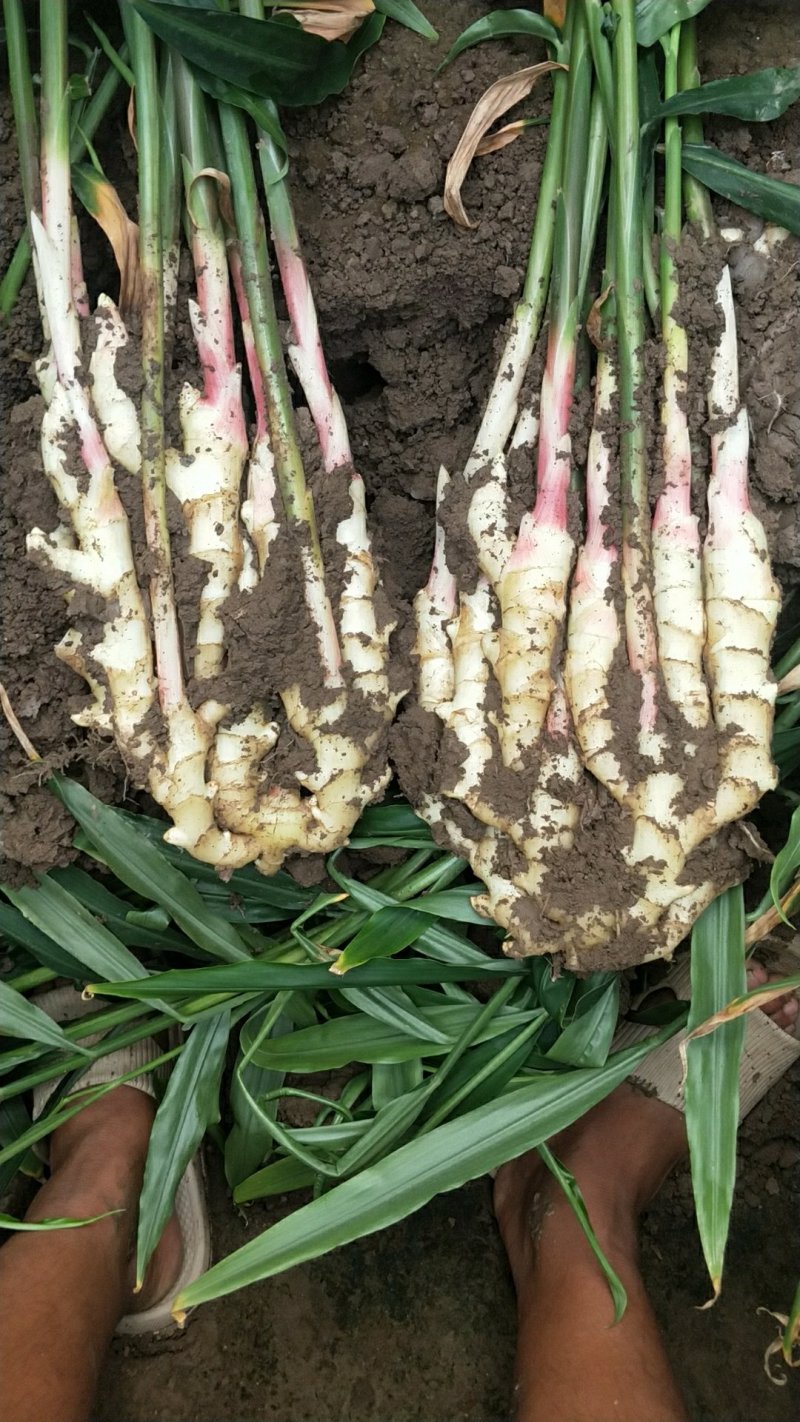 山东红芽姜大量上市了欢迎新老客户来电咨询