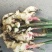 山东红芽姜大量上市了欢迎新老客户来电咨询