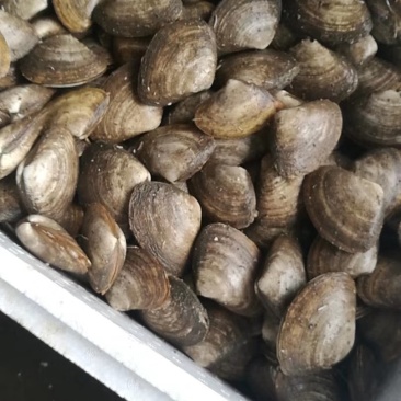 黄贝，黄金贝，北极贝，麻刀，油贝，马贝批发