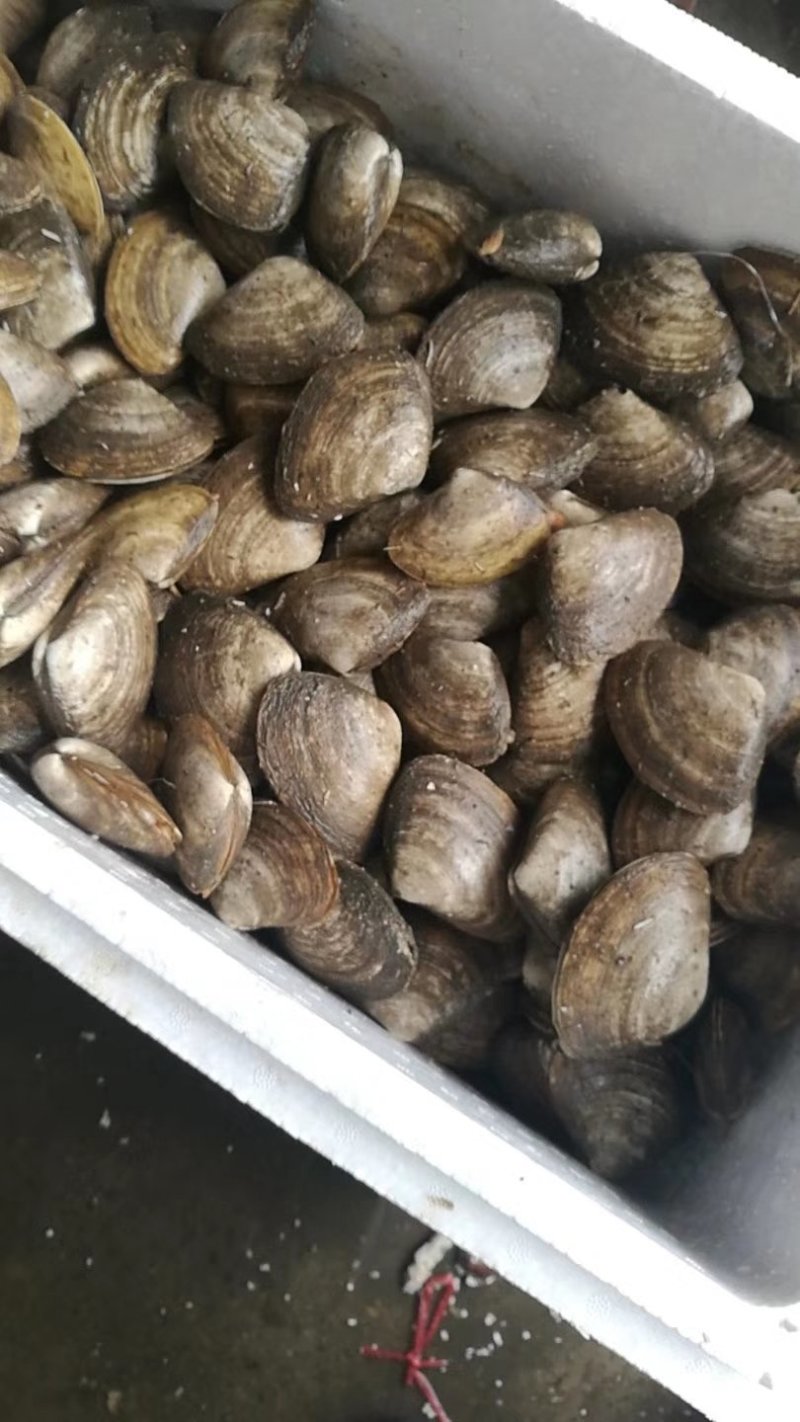 黄贝，黄金贝，北极贝，麻刀，油贝，马贝批发